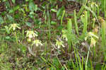 Hooded pitcherplant